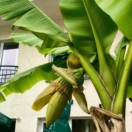 ゲストハウス Casa Servus