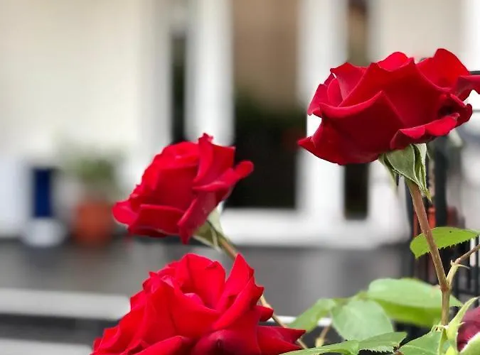 Casa Servus Guest house Navodari