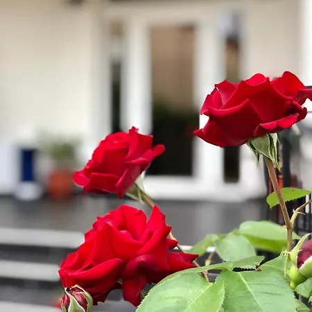 Casa Servus Casa de hóspedes Năvodari