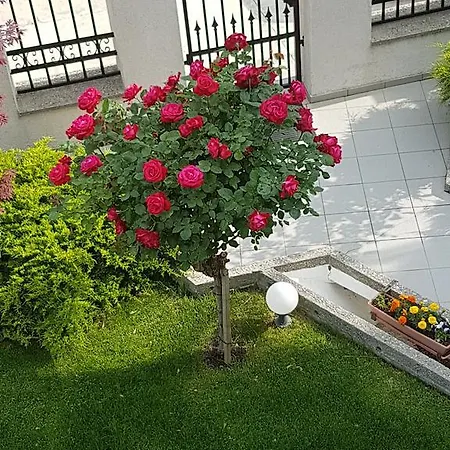 Casa Servus Pensión
