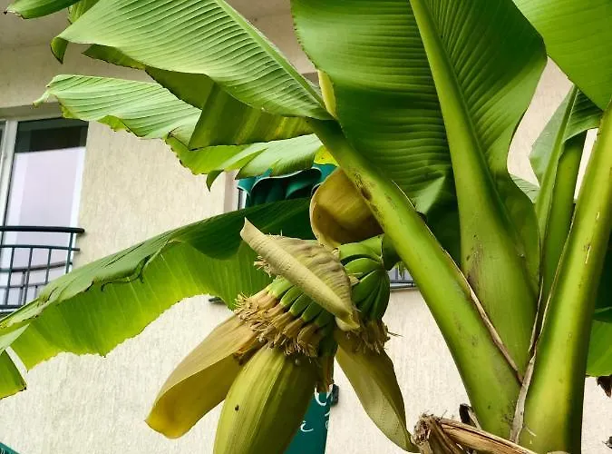 Casa de hóspedes Casa Servus